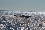 07137d2945