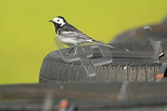 © Octane Photographic Ltd. Wirral 100, 28th April 2012. 250ccGP, Formula 400 and Minitwins, the birds of the Wirral 100. Digital ref : 0303cb1d4494