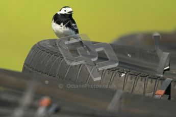 © Octane Photographic Ltd. Wirral 100, 28th April 2012. 250ccGP, Formula 400 and Minitwins, the birds of the Wirral 100. Digital ref : 0303cb1d4503