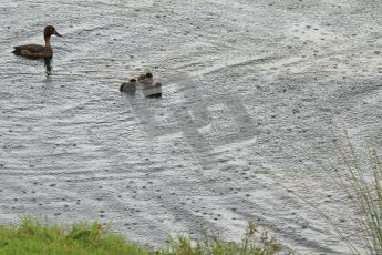 © Octane Photographic Ltd. World Superbike Championship – Silverstone, 2nd Free Practice. Saturday 4th August 2012. Nice weather for ducks! 5 minutes after the session ended the heavens opened once more: the ducks are getting soaked on the pond behind the Vale grandstand. Digital Ref : 0446cb7d2012