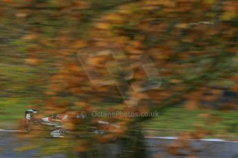 World © Octane Photographic Ltd. Brands Hatch, Qualifying, Sunday 24th November 2013. BRDC Formula 4 Winter Series, MSV F4-13, Will Palmer – HHC Motorsport. Digital Ref : 0866lw1d7275