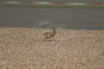 World © Octane Photographic Ltd. FIA European F3 Championship, Silverstone, UK, April 19th 2014 - Race 1 . Hare. Digital  Digital Ref : 0909lb1d6774