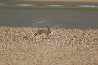 World © Octane Photographic Ltd. FIA European F3 Championship, Silverstone, UK, April 19th 2014 - Race 1 . Hare. Digital  Digital Ref : 0909lb1d6775