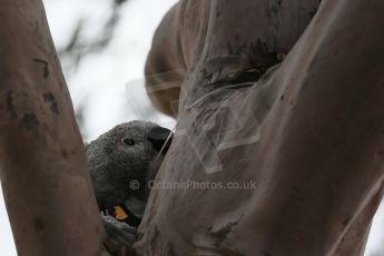 World © Octane Photographic Ltd. Infiniti Red Bull Racing – Koala. Sunday 15th March 2015, F1 Australian GP Paddock, Melbourne, Albert Park, Australia. Digital Ref: 1207LB1D8523