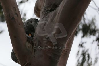 World © Octane Photographic Ltd. Infiniti Red Bull Racing – Koala. Sunday 15th March 2015, F1 Australian GP Paddock, Melbourne, Albert Park, Australia. Digital Ref: 1207LB1D8525