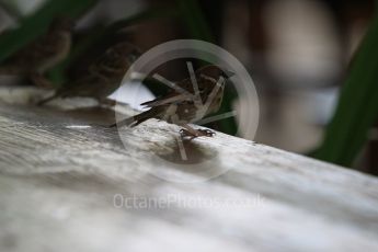 World © Octane Photographic Ltd. Singapore birds. Thursday 17th September 2015, F1 Singapore Grand Prix Paddock, Marina Bay. Digital Ref:
