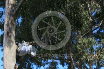 World © Octane Photographic Ltd. Koala bears on the Melbourne Walk. Thursday 17th March 2016, F1 Australian GP - Thursday - Melbourne Walk, Melbourne, Albert Park, Australia. Digital Ref : 1514LB1D9830