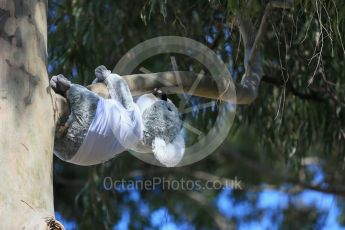 World © Octane Photographic Ltd. Koala bears on the Melbourne Walk. Thursday 17th March 2016, F1 Australian GP - Thursday - Melbourne Walk, Melbourne, Albert Park, Australia. Digital Ref : 1514LB1D9831