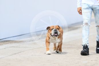 World © Octane Photographic Ltd. Formula 1 - Spanish Grand Prix. Lewis Hamilton's dog - Mercedes AMG Petronas F1 W08 EQ Energy+. Circuit de Barcelona - Catalunya. Thursday 11th May 2017. Digital Ref: 1805CB7D3725