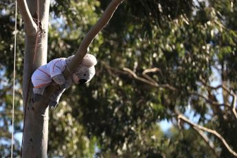 World © Octane Photographic Ltd. Formula 1 – Australian GP - Friday Melbourne Walk. Koala bear. Albert Park, Melbourne, Australia. Friday 23rd March 2018.