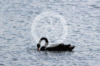 World © Octane Photographic Ltd. Formula 1 – Australian GP Qualifying. Black swan on the lake. Melbourne, Australia. Saturday 16th March 2019.